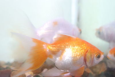 Close-up of fish swimming in sea