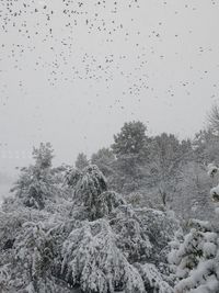 Trees on snow covered landscape against sky