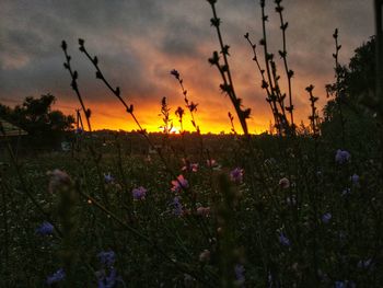 Scenic view of field against sky at sunset