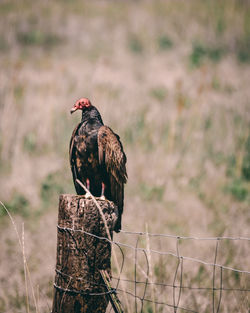 Bird perching on wooden post