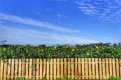 Yellow flowers growing in field against blue sky