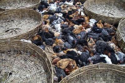 High angle view of chicken amidst wicker baskets