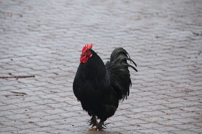 Close-up of a bird