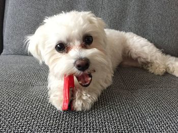 Close-up portrait of dog relaxing at home