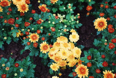 High angle view of flowering plants