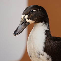 Close-up of a duck