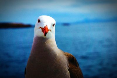 Close-up of bird against sea