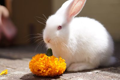 Close-up of white cat eating plant