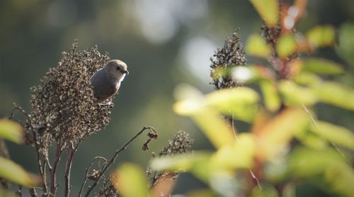 Close-up of bird perching on branch