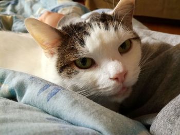 Close-up portrait of cat resting on bed