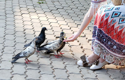 Close-up of hand feeding the birds