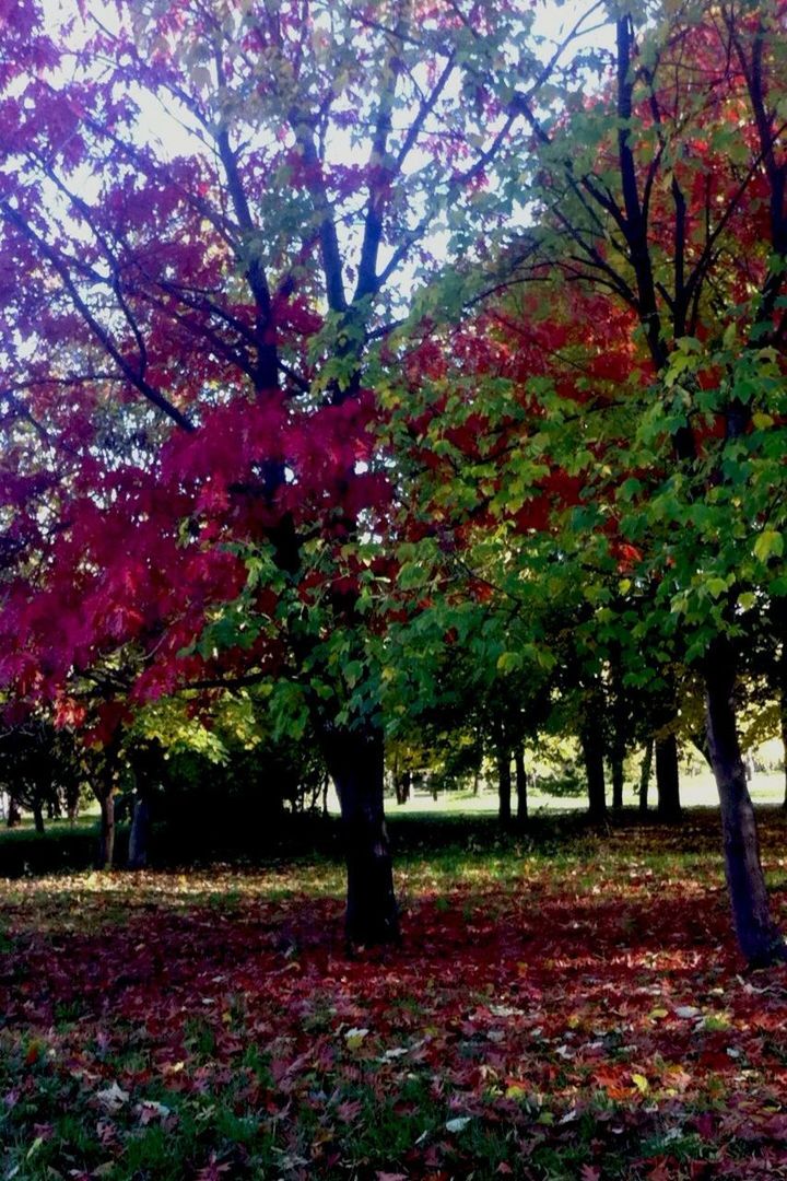 TREES IN PARK DURING AUTUMN