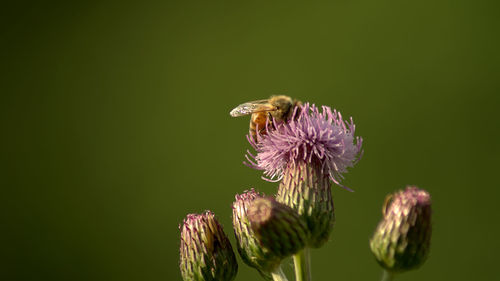 Close-up of insect on purple flower