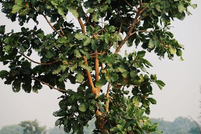 Low angle view of tree against sky