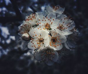 Close-up of white cherry blossoms in spring