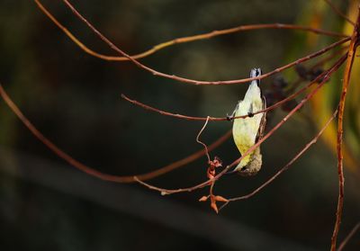 Close-up of insect on twig