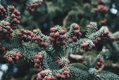 Close-up of pine tree branch