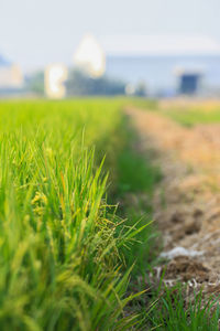 Close-up of grass on field against sea