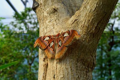 Close-up of insect on tree trunk