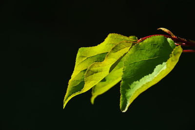 Close-up of leaves over black background