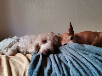 Close-up of a dog resting on bed