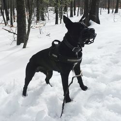 Full length of horse on snow