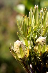 Close-up of prickly pear cactus