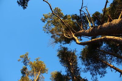 Low angle view of tree against clear blue sky