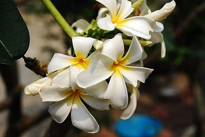 Close-up of frangipani blooming outdoors