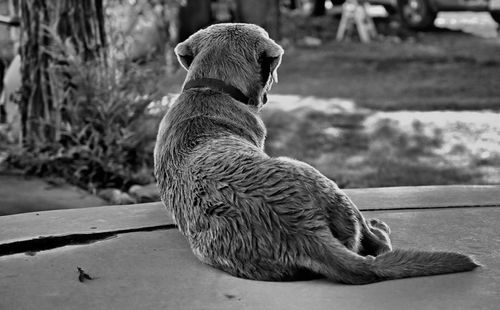 Close-up of a dog looking away