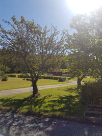 Trees in park