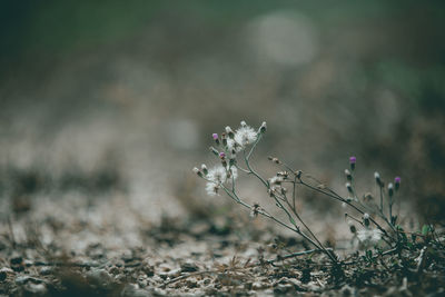 Close-up of flowering plant on field