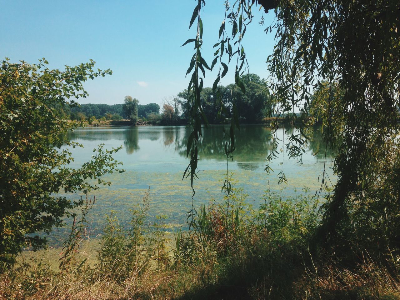 water, reflection, tree, lake, tranquility, tranquil scene, scenics, beauty in nature, nature, sky, growth, plant, calm, standing water, blue, clear sky, idyllic, lakeshore, branch, river