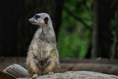 Meerkat sitting on rock