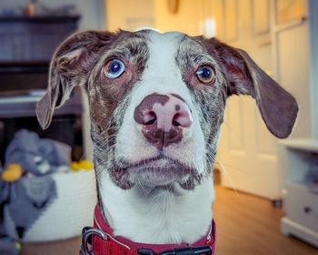 Close-up portrait of dog