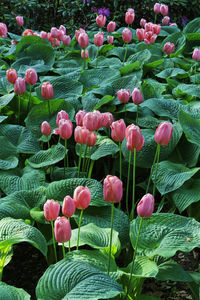 Close-up of pink flowering plants