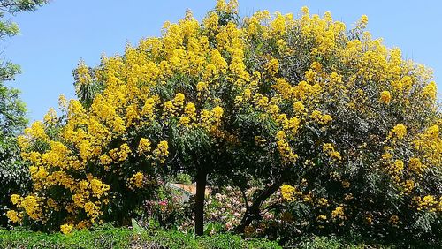 Low angle view of flowers growing on field