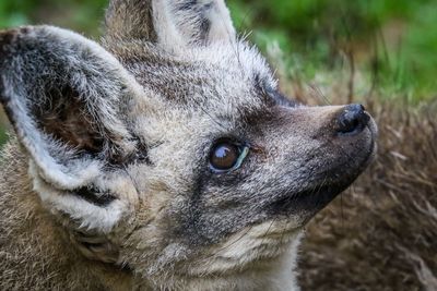 Close-up of dog looking away