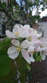 Close-up of white flowers