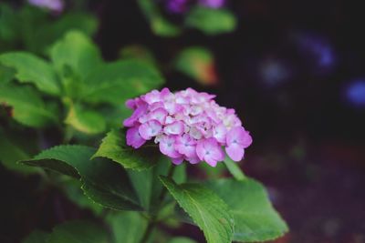 Close-up of pink flowering plant