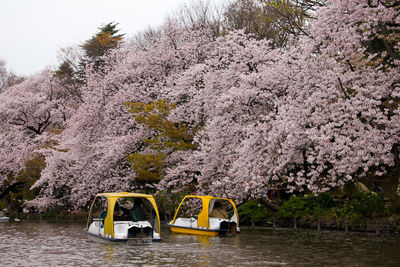 Two boats in lake near cherry blossom trees