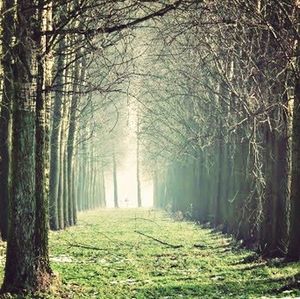 Road passing through forest