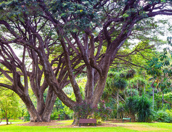 Trees in park