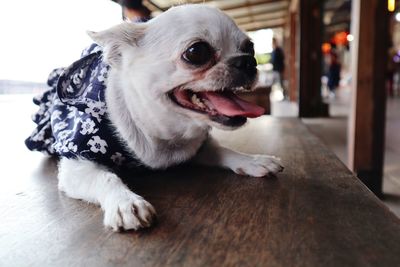 Close-up of a dog looking away