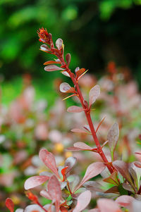 Close-up of red flowering plant