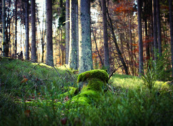 Pine trees in forest