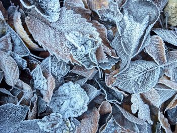 Full frame shot of frozen dry leaves during winter