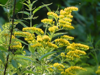 Close-up of plant