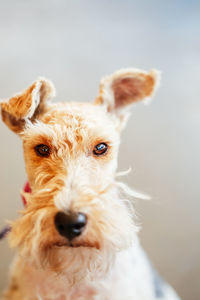 Close-up portrait of dog