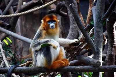Monkey sitting on tree branch in zoo